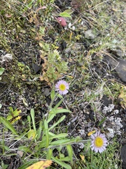 Erigeron