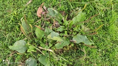 Plantago major