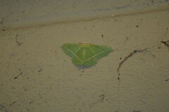 Dichorda illustraria