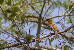 Pheucticus chrysopeplus