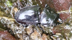 Lucanidae