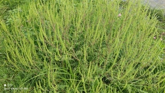 Ambrosia artemisiifolia