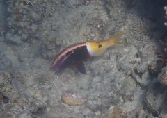Parupeneus barberinoides