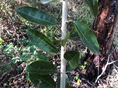 Maclura cochinchinensis
