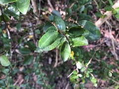 Maclura cochinchinensis