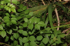 Campsis