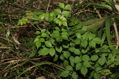 Campsis