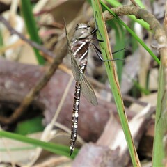 Adversaeschna brevistyla