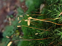 Polytrichum pallidisetum