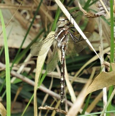 Adversaeschna brevistyla