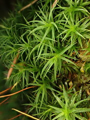 Polytrichum pallidisetum