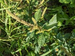 Amaranthus powellii