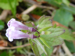 Scutellaria minor