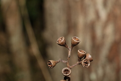 Eucalyptus siderophloia