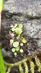 Utricularia striatula