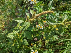 Amaranthus powellii