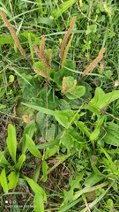 Plantago major