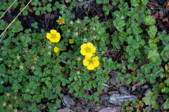 Sibbaldia cuneifolia