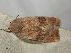 Noctua janthina