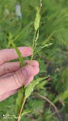 Persicaria hydropiper