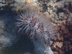 Acanthaster