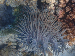 Acanthaster