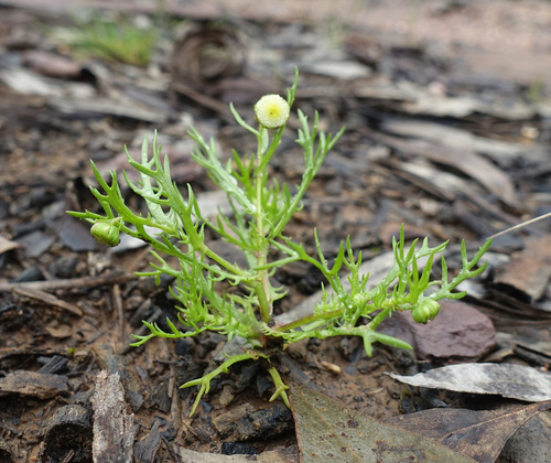 Image of Cotula bipinnata by (c) yatesy, some rights reserved (CC BY)