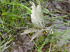 Cordulegaster boltonii