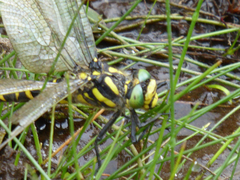 Cordulegaster boltonii