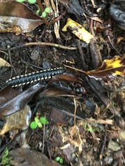 Nyssodesmus python