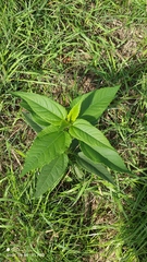 Helianthus tuberosus