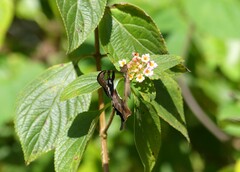 Graphium macleayanus
