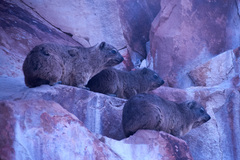 Procavia capensis capensis