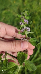 Mentha arvensis