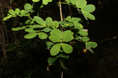 Senna pendula glabrata