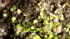 Utricularia striatula