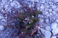 Limonium scabrum scabrum