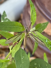 Tipula vernalis