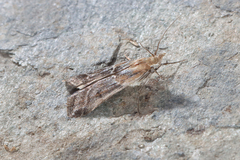 Ancylosis cinnamomella