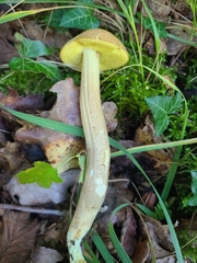 Leccinellum crocipodium