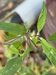 Tipula vernalis