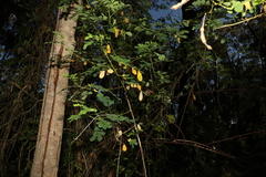 Senna pendula glabrata