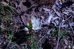 Ornithogalum dubium