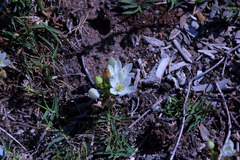 Ornithogalum dubium