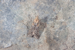 Ancylosis cinnamomella