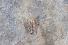Ancylosis cinnamomella
