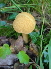 Leccinellum crocipodium