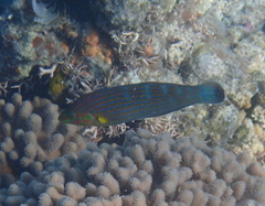 Halichoeres melanurus