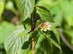 Graphium macleayanus