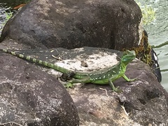 Basiliscus plumifrons